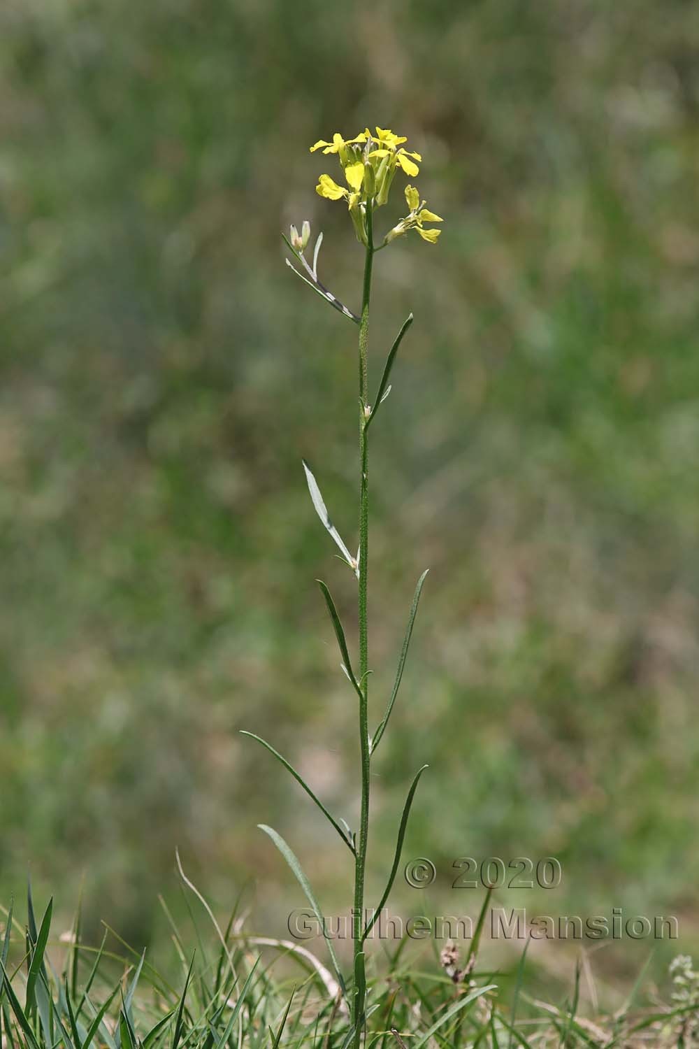 Erysimum rhaeticum