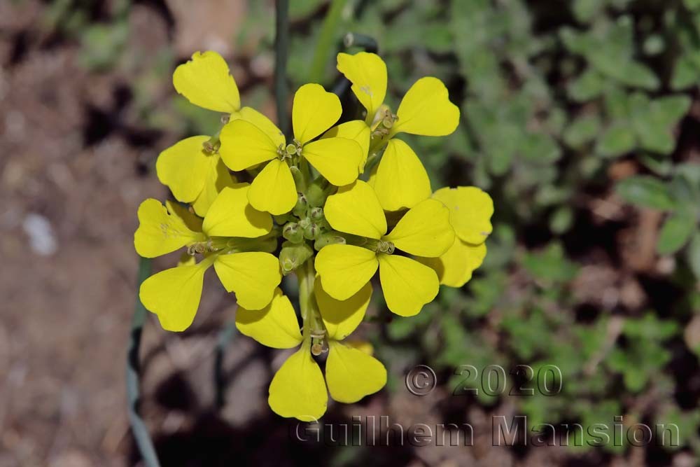 Erysimum rhaeticum