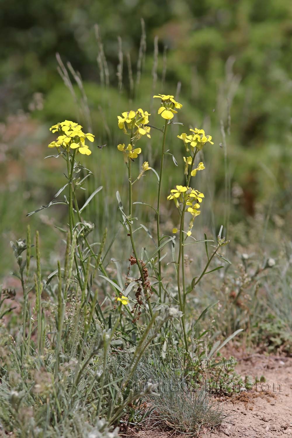 Erysimum rhaeticum