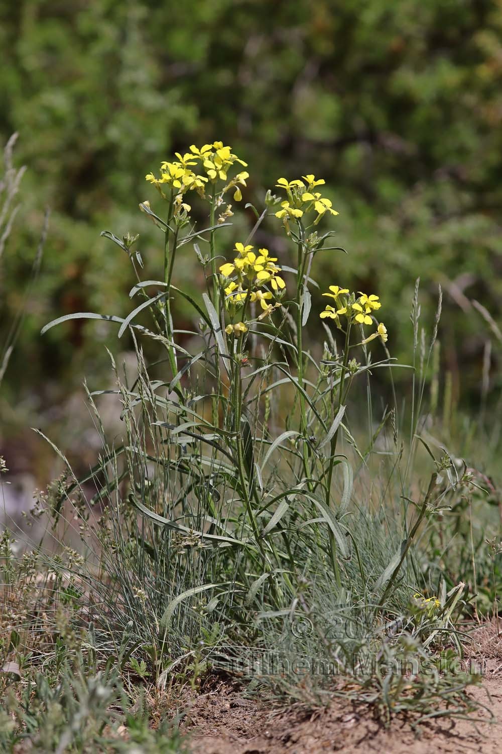 Erysimum rhaeticum