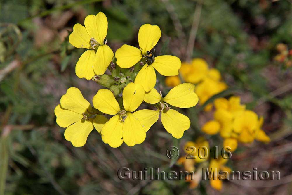 Erysimum rhaeticum