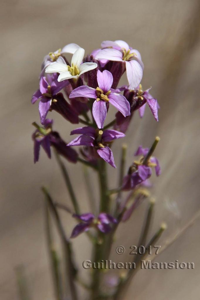 Erysimum scoparium