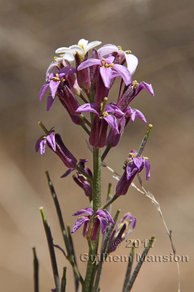 Erysimum scoparium