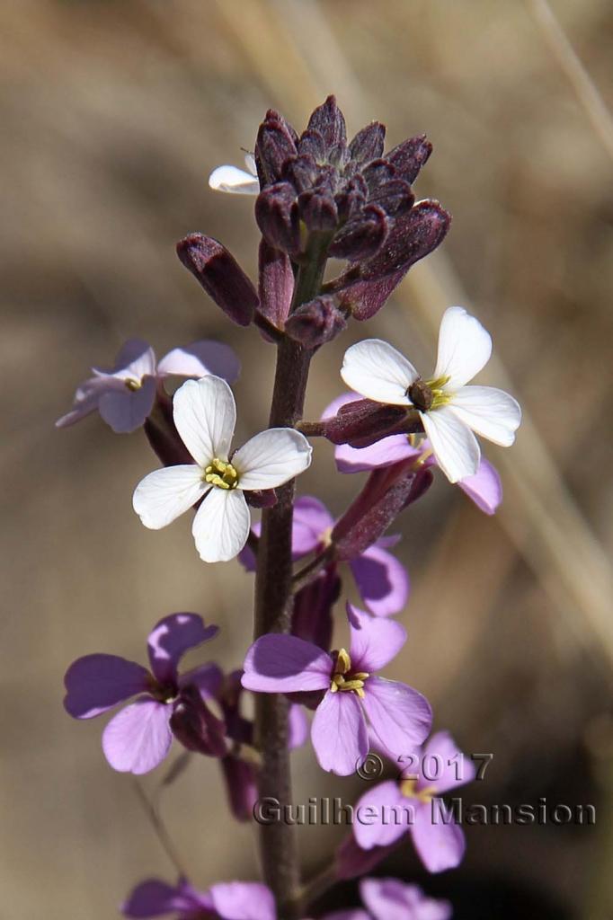 Erysimum scoparium