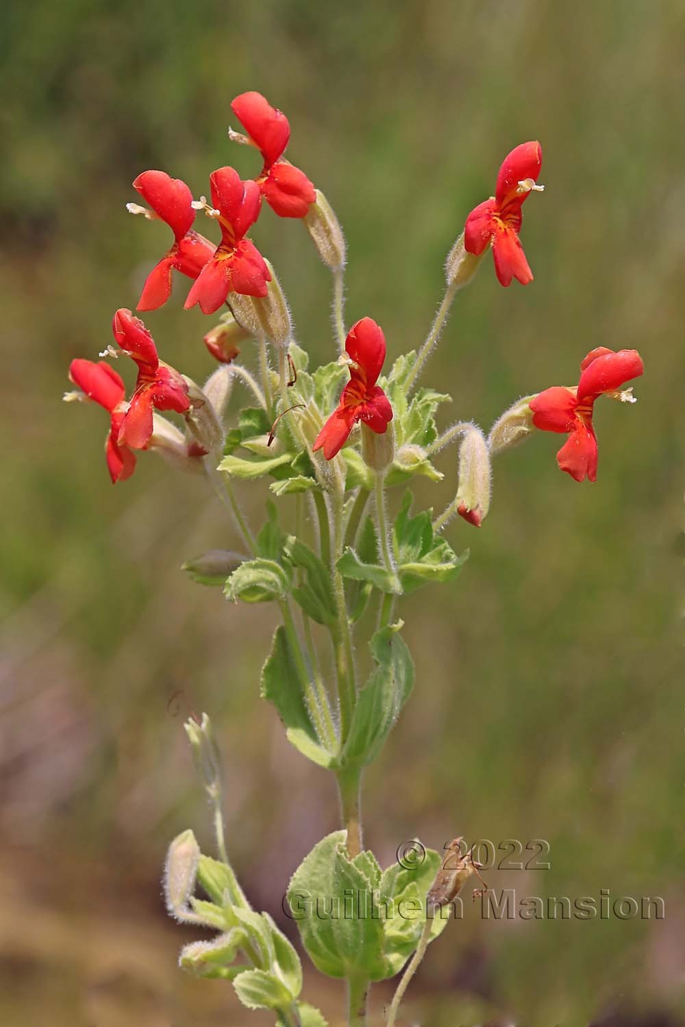 Erythranthe cardinalis