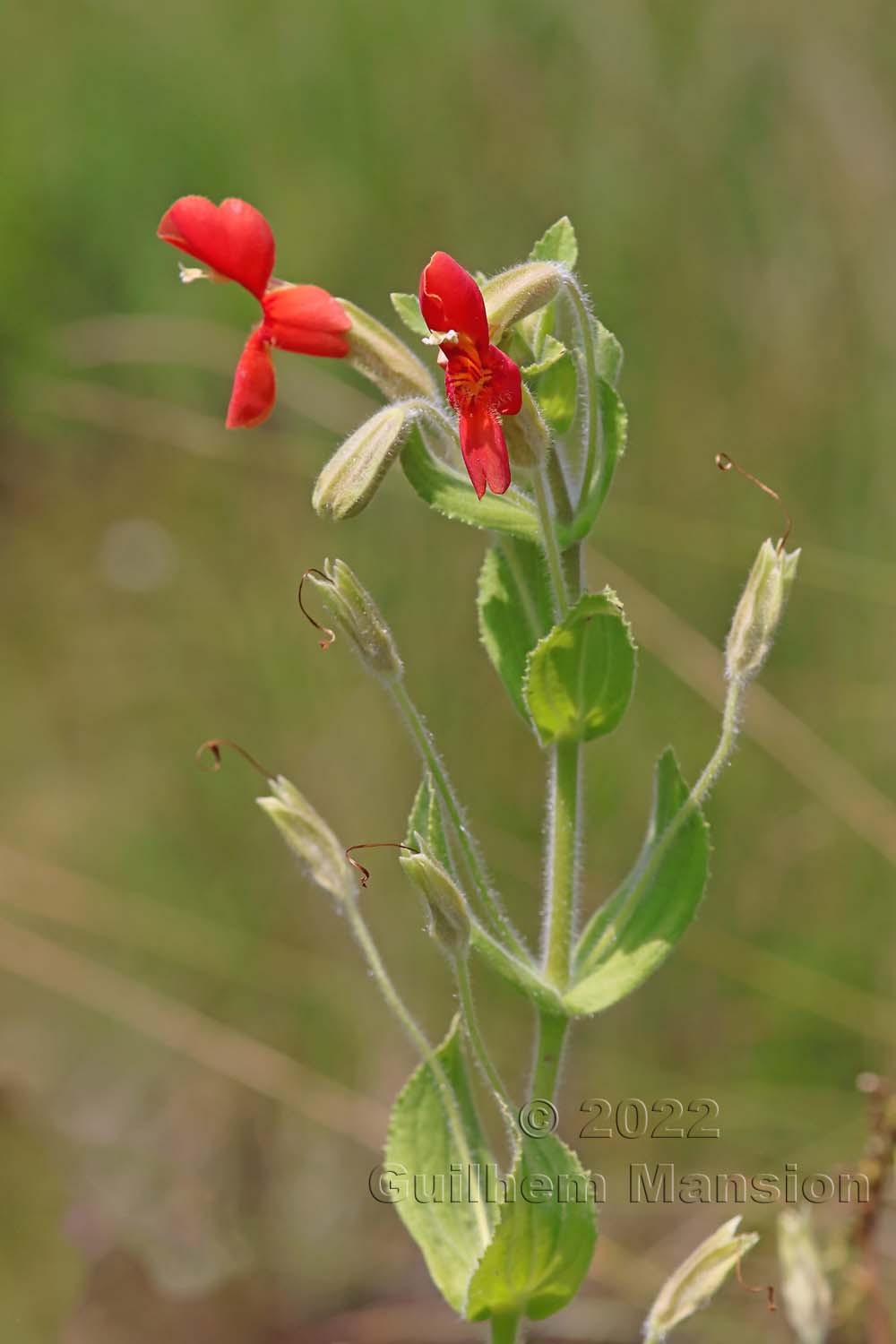 Erythranthe cardinalis