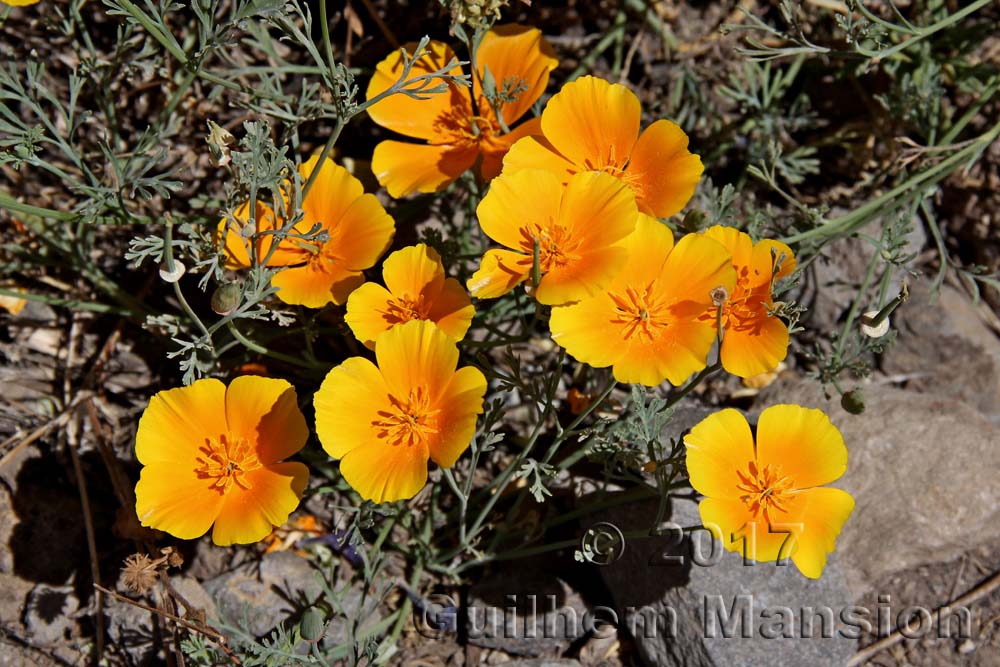 Eschscholzia californica