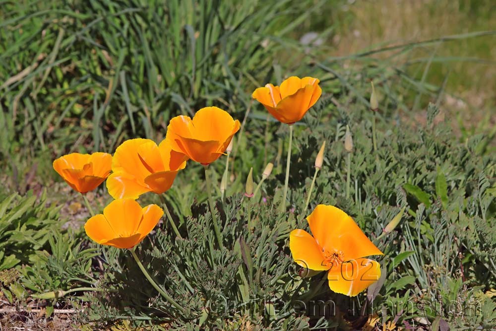 Eschscholzia californica