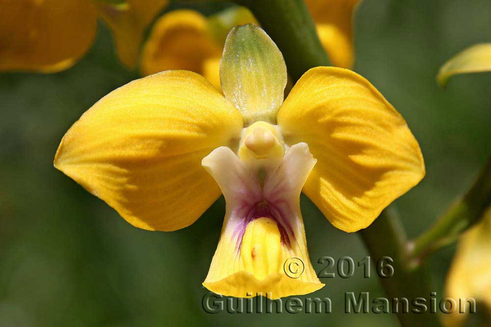 Eulophia speciosa