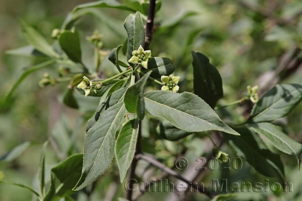 Euonymus europaeus