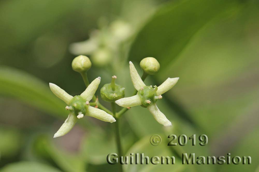 Euonymus europaeus