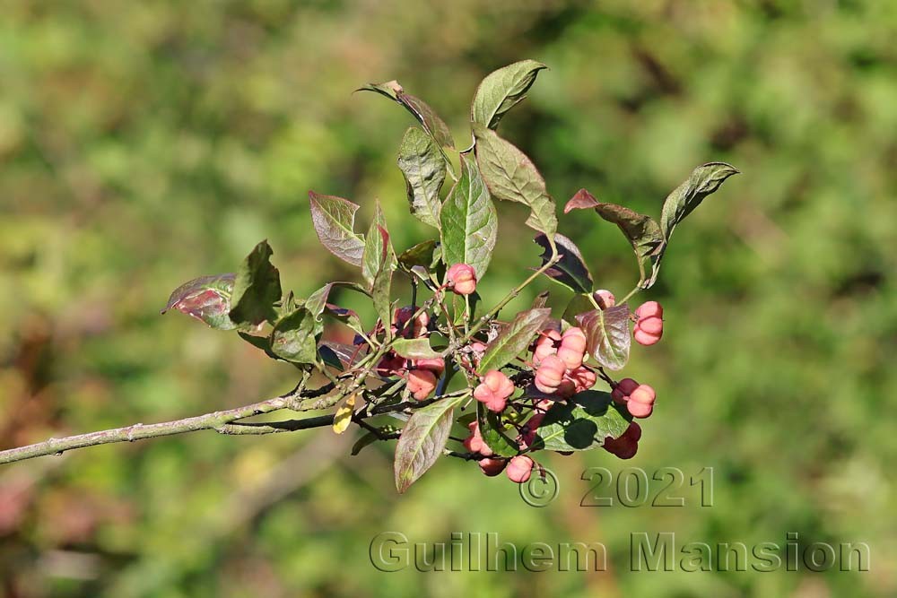 Euonymus europaeus