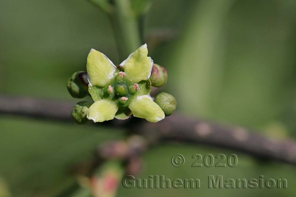 Euonymus europaeus