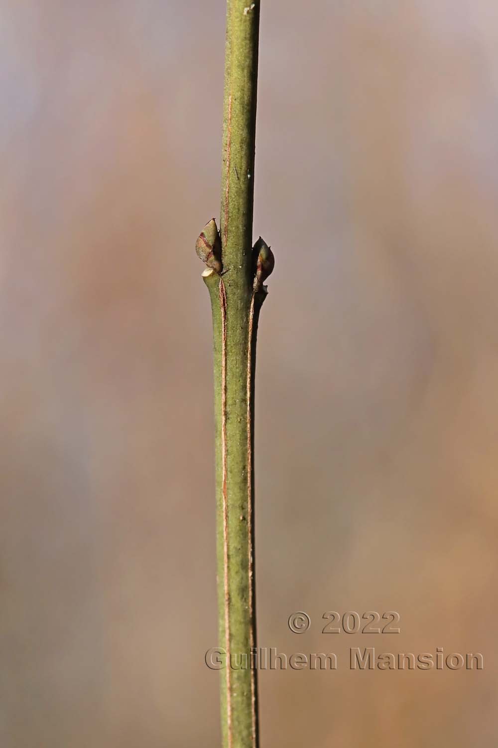 Euonymus europaeus