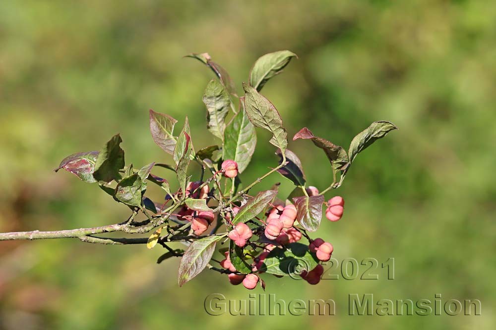 Euonymus europaeus