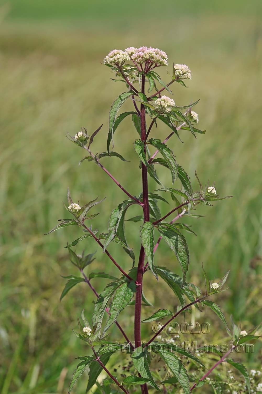 Eupatorium cannabinum