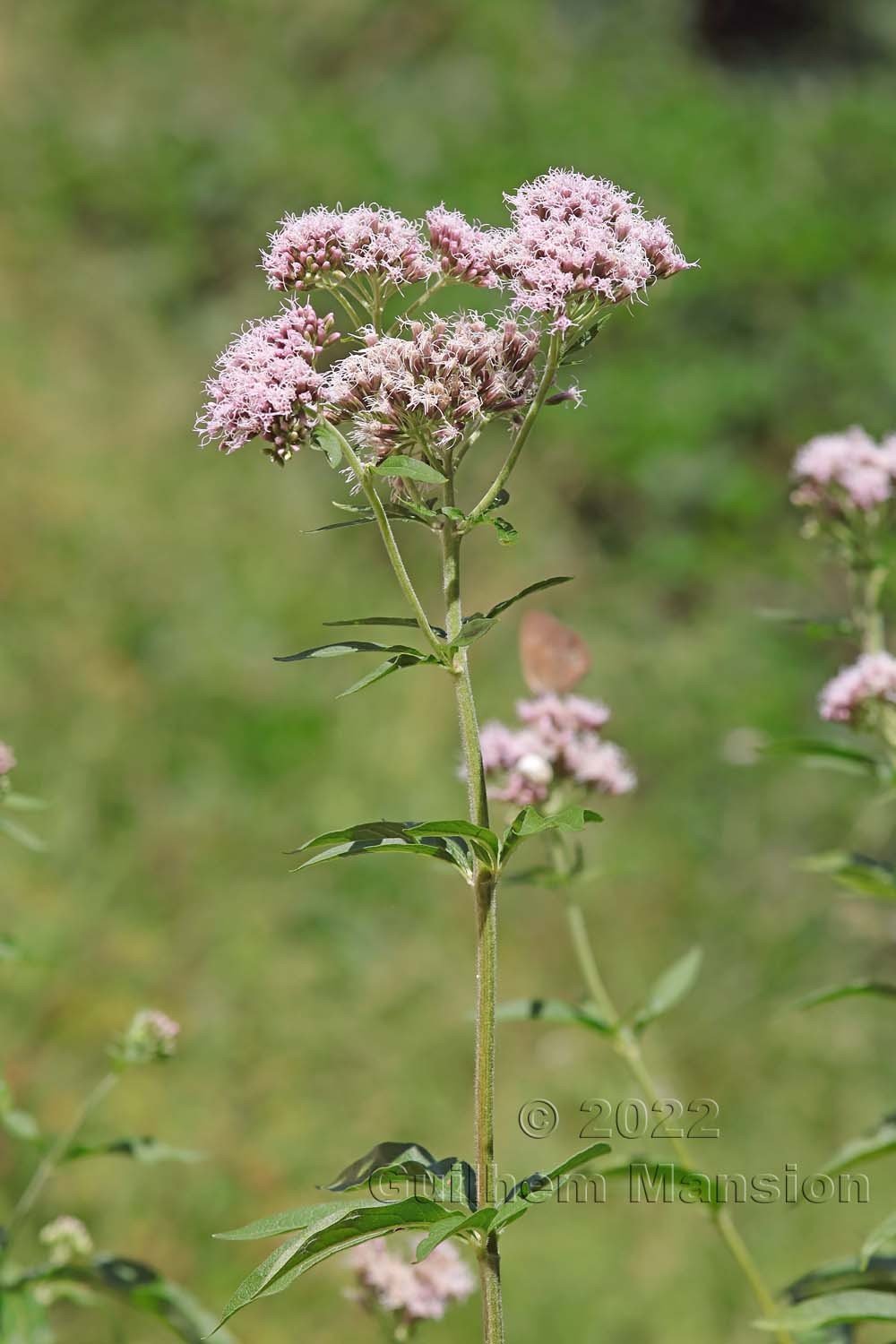 Eupatorium cannabinum