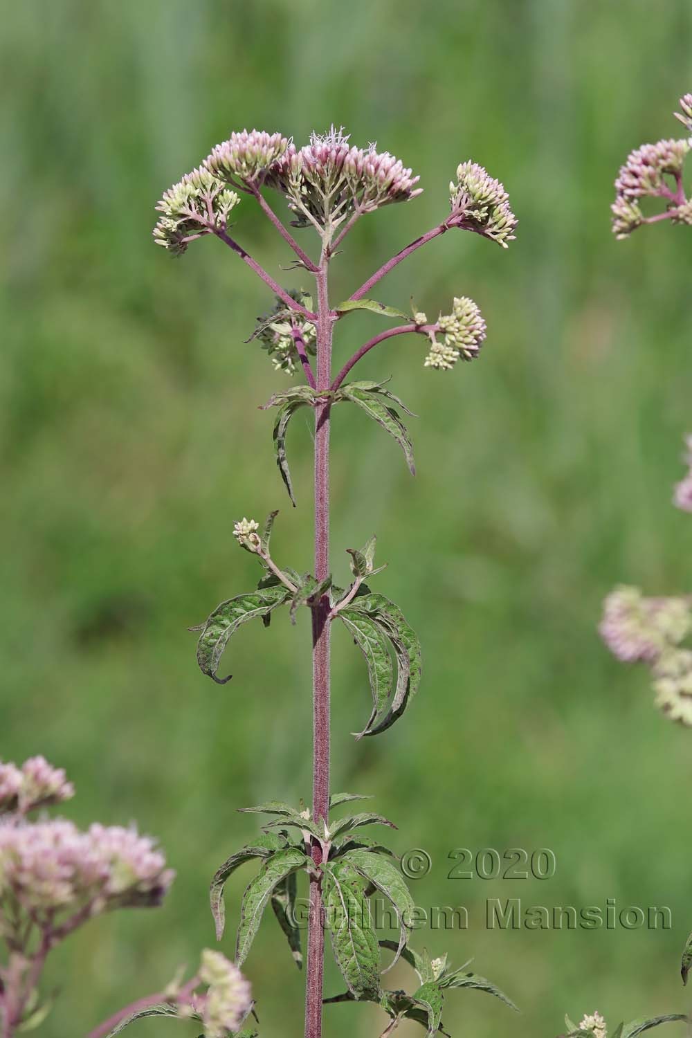 Eupatorium cannabinum