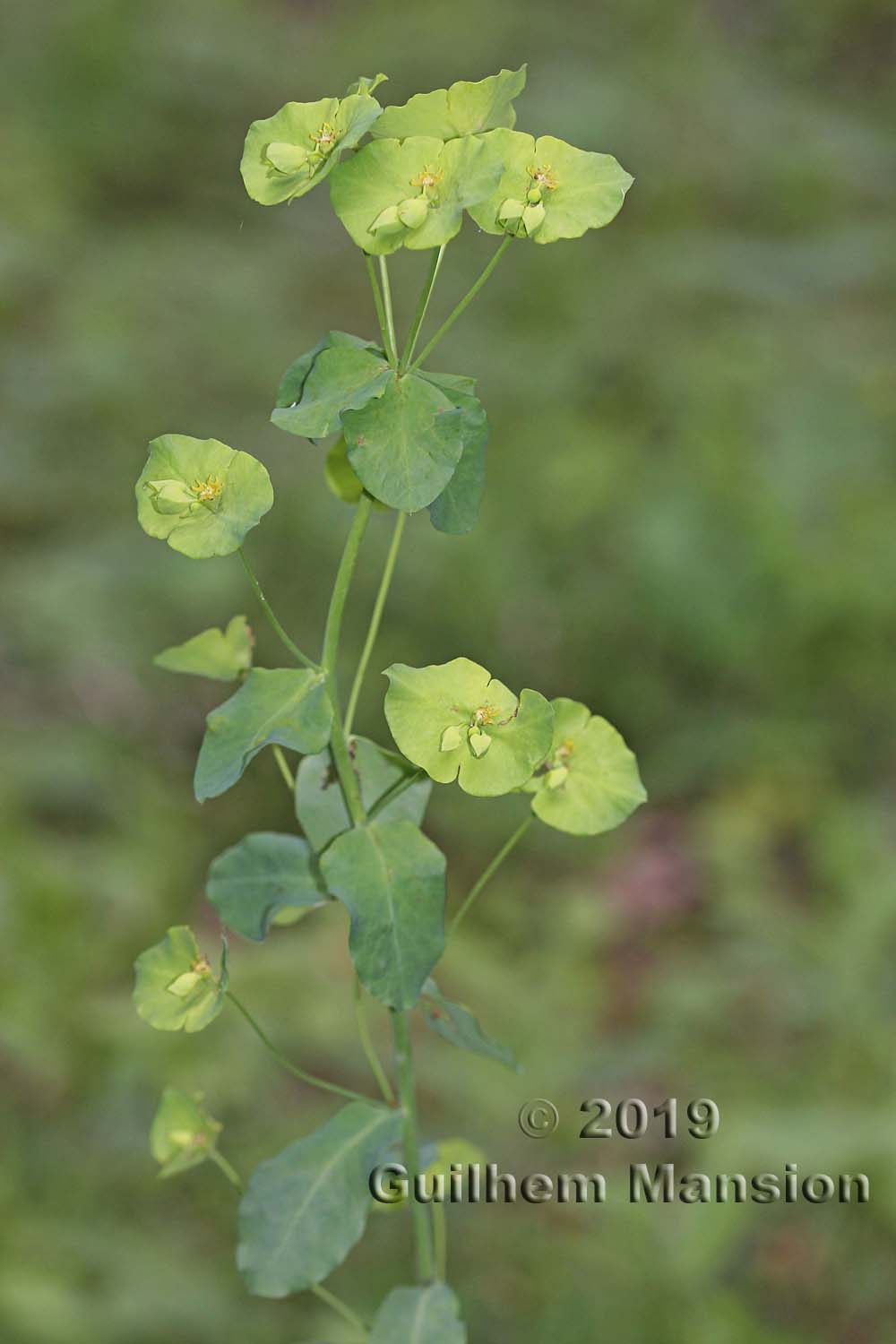 Euphorbia amygdaloides