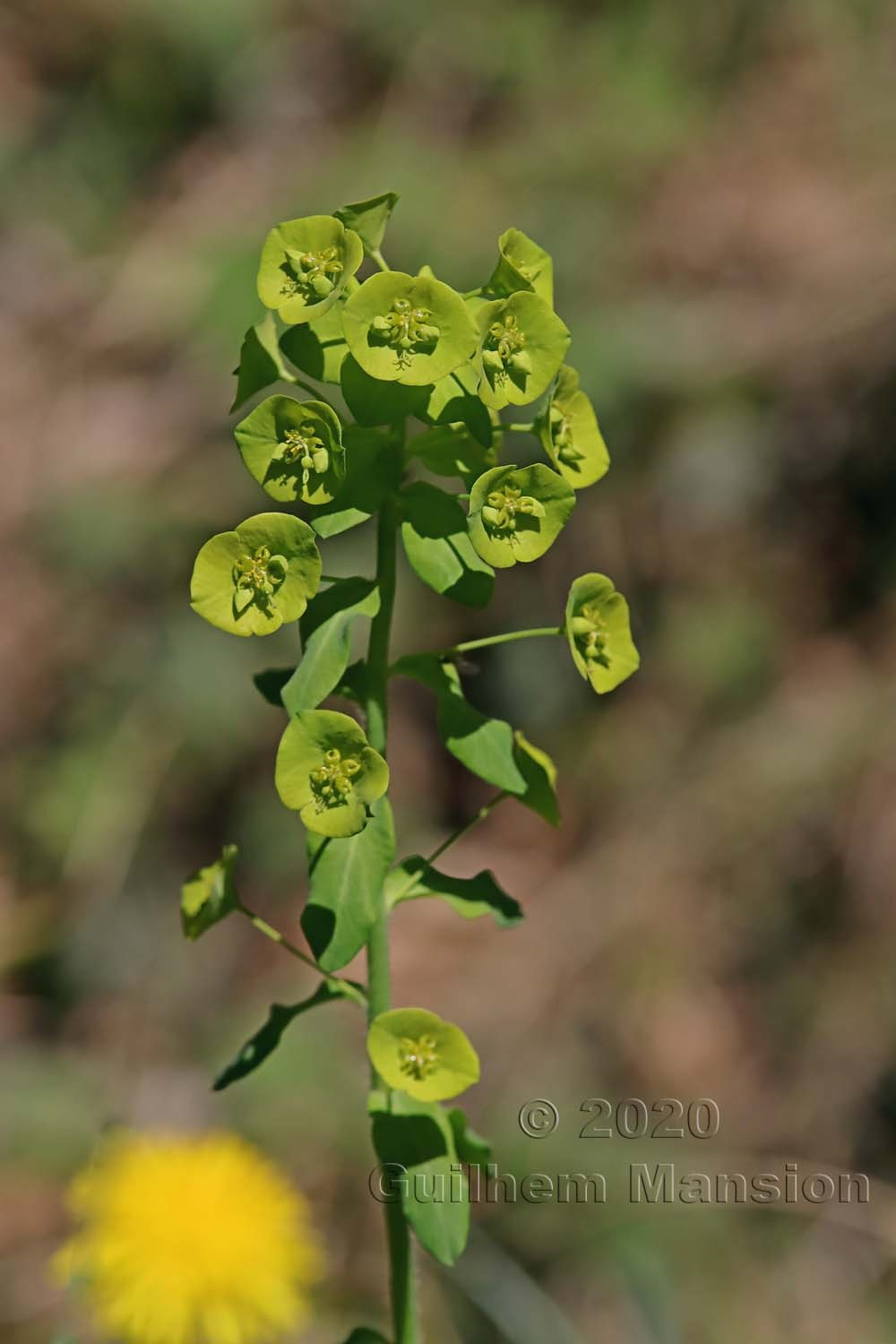 Euphorbia amygdaloides