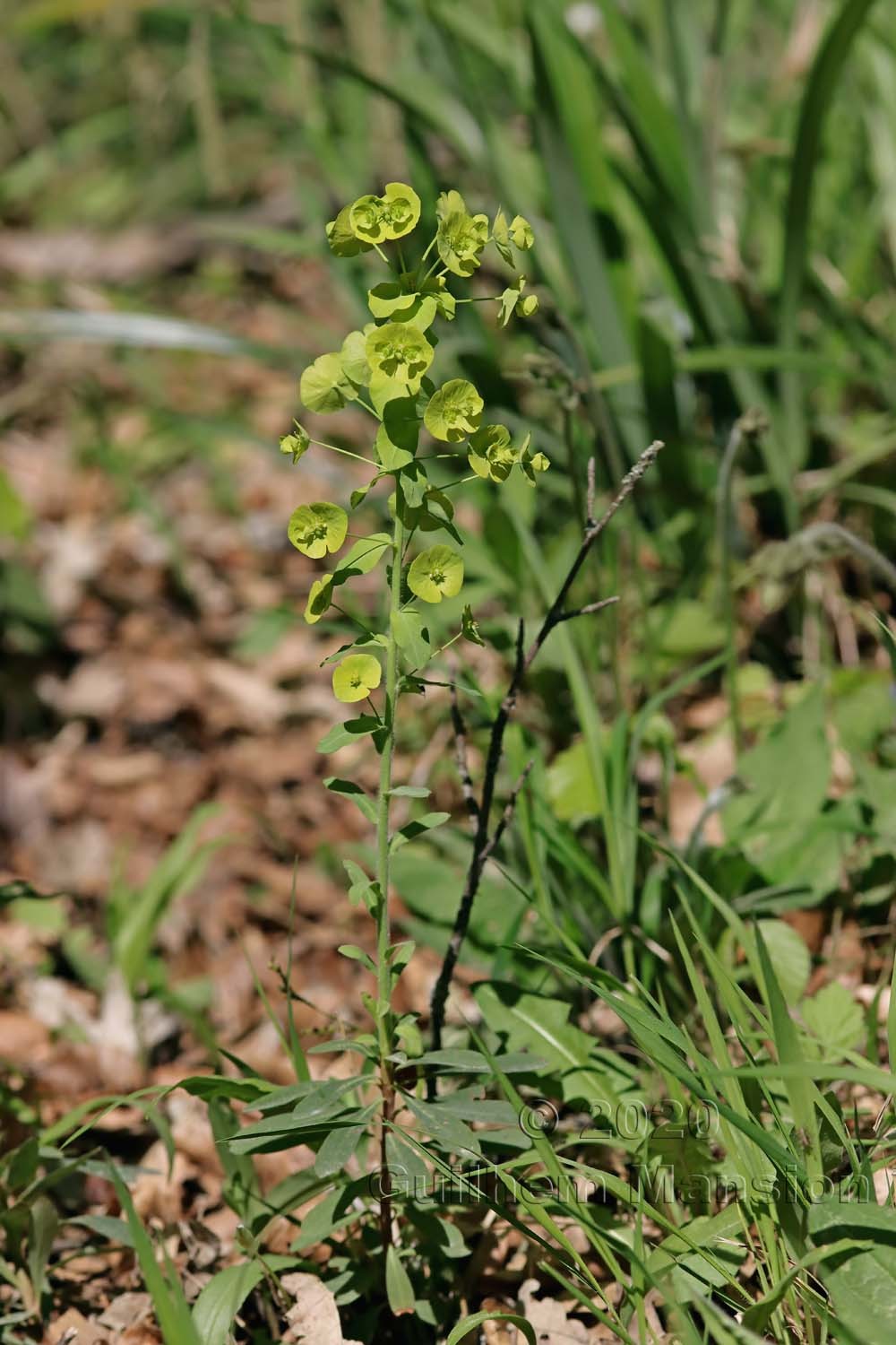 Euphorbia amygdaloides