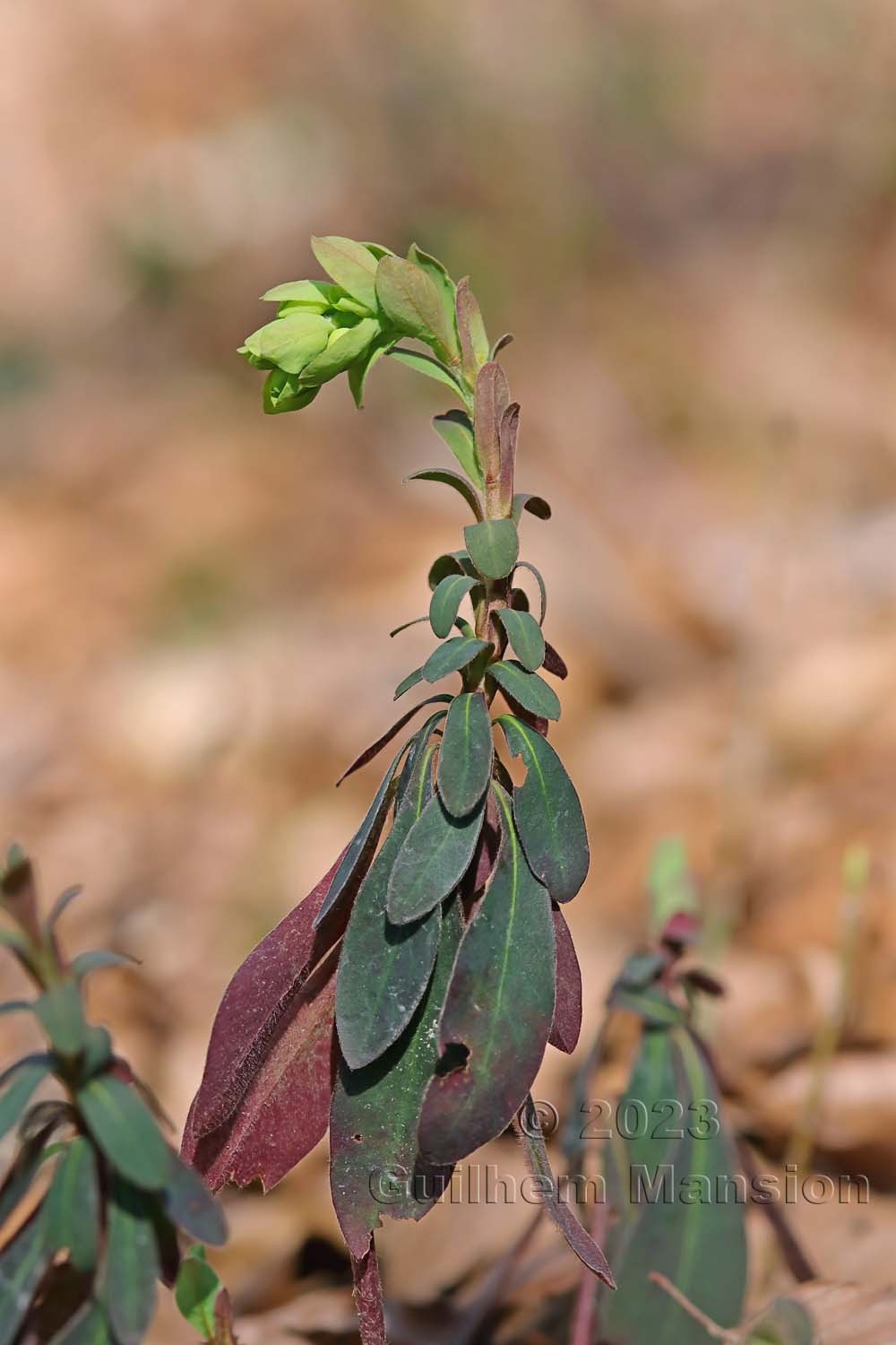 Euphorbia amygdaloides