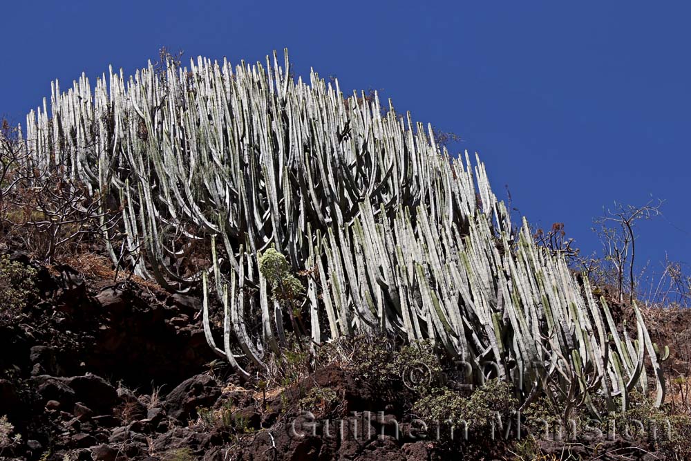 Euphorbia canariensis