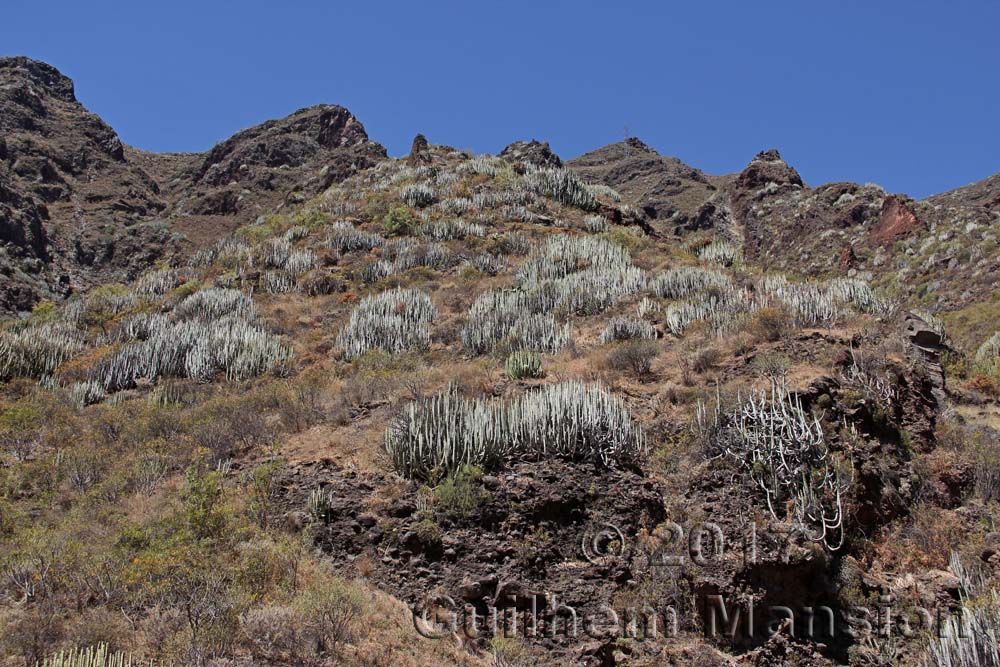 Euphorbia canariensis