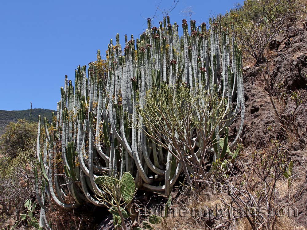 Euphorbia canariensis