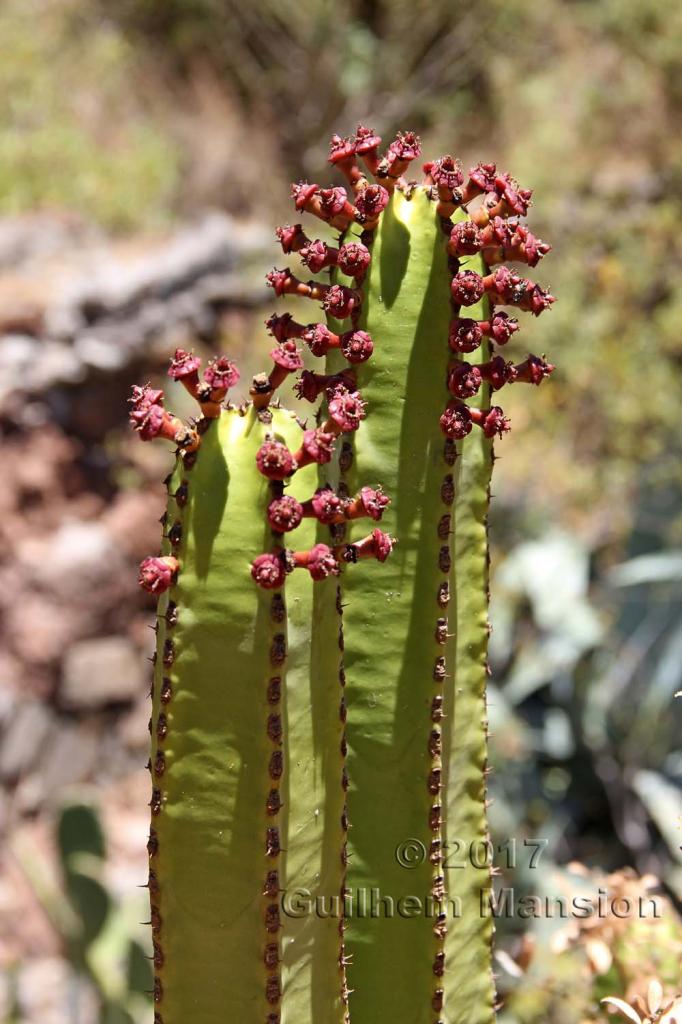 Euphorbia canariensis