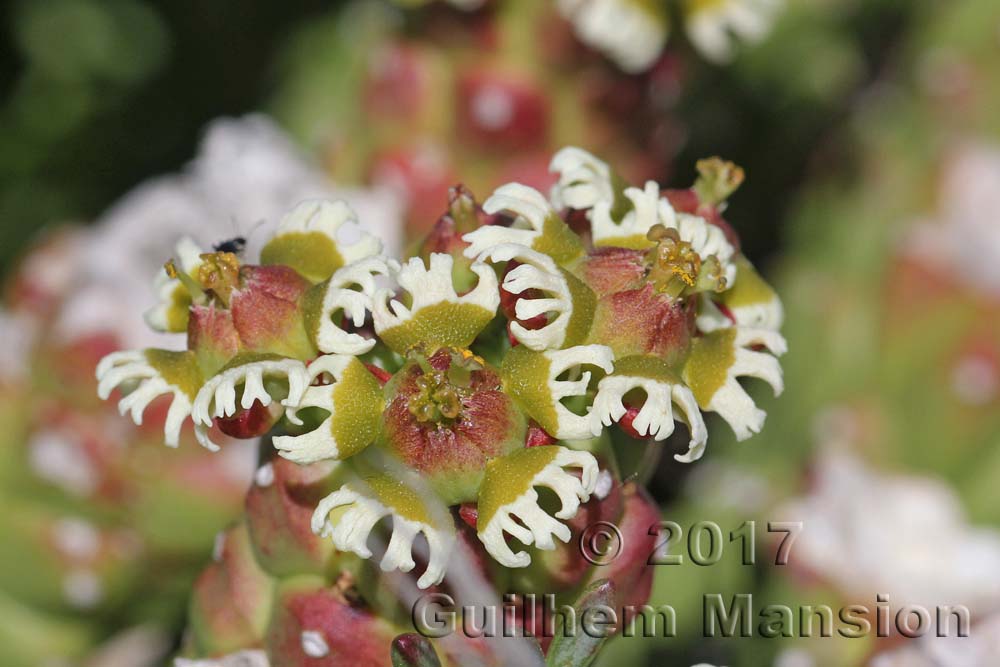 Euphorbia caput-medusae