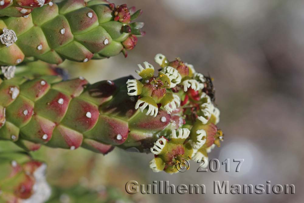 Euphorbia caput-medusae