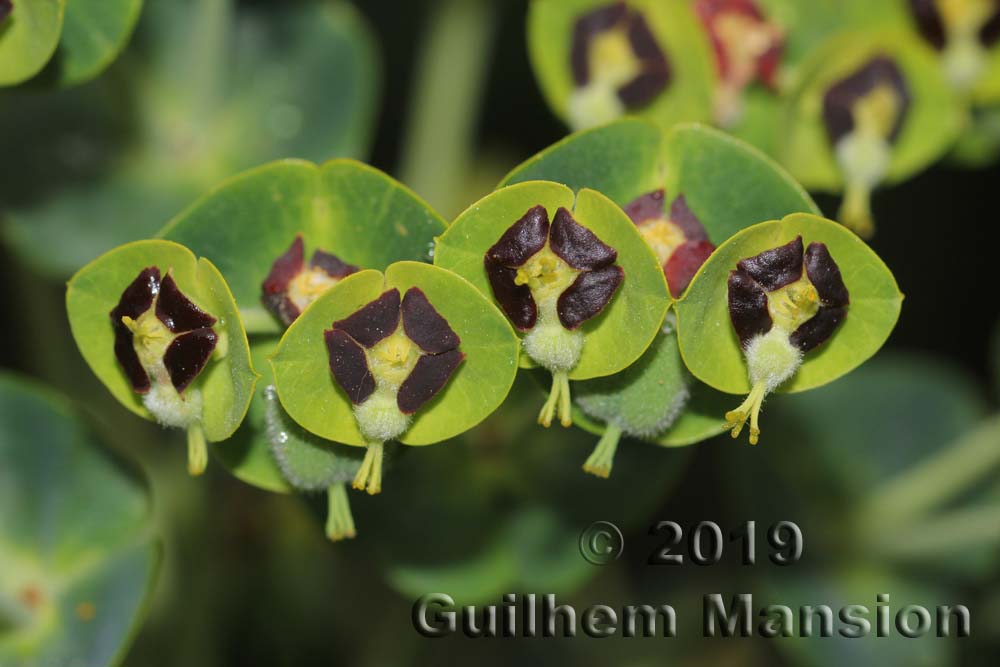 Euphorbia characias