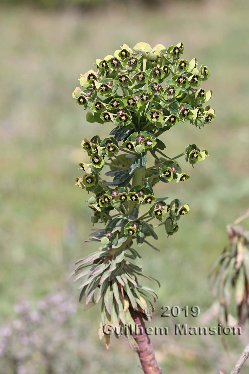 Euphorbia characias