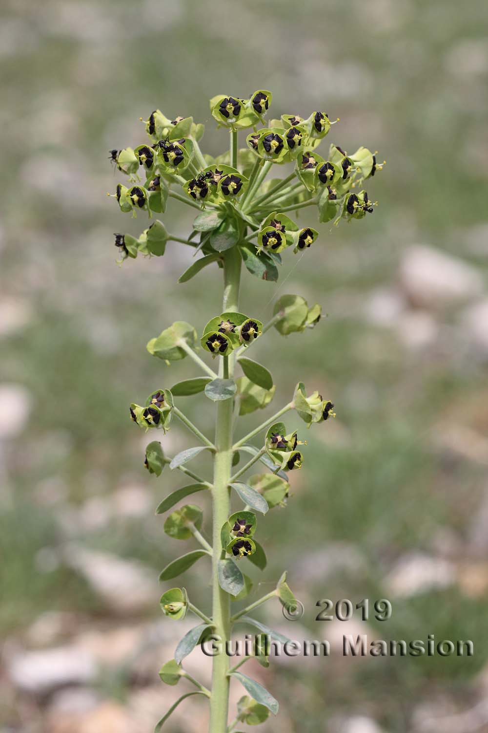 Euphorbia characias