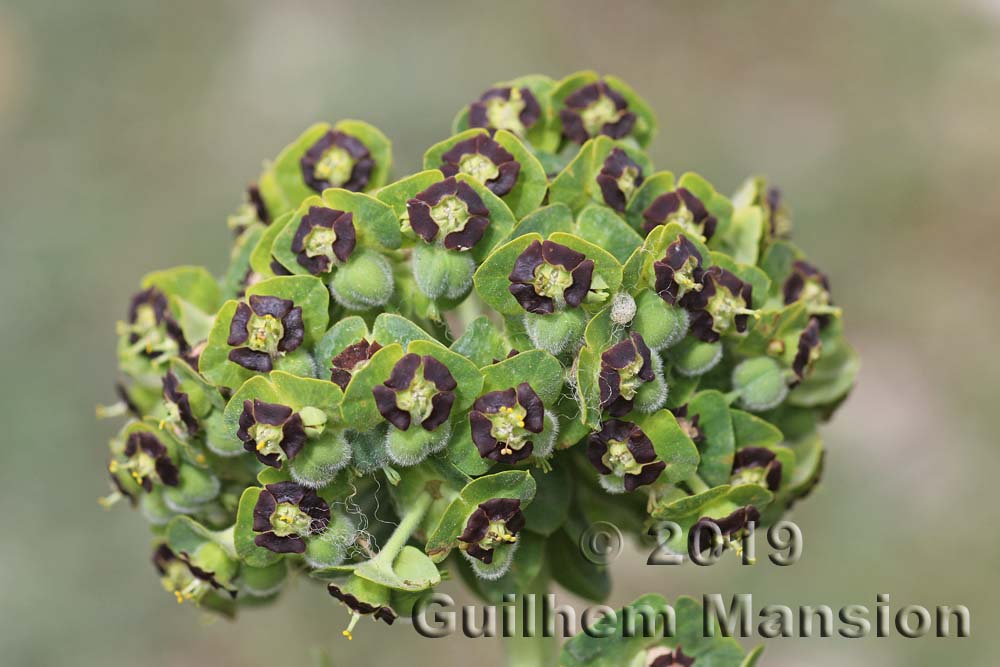 Euphorbia characias