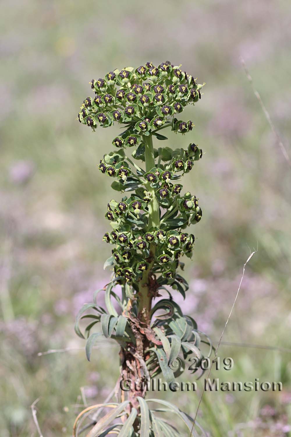 Euphorbia characias