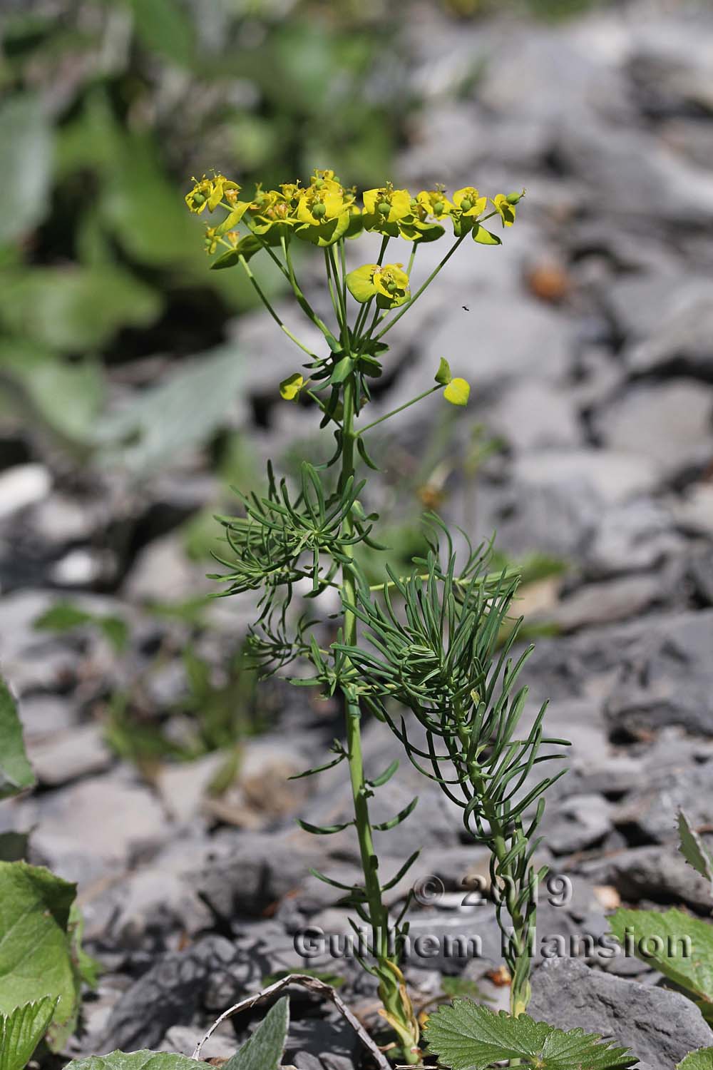 Euphorbia cyparissias