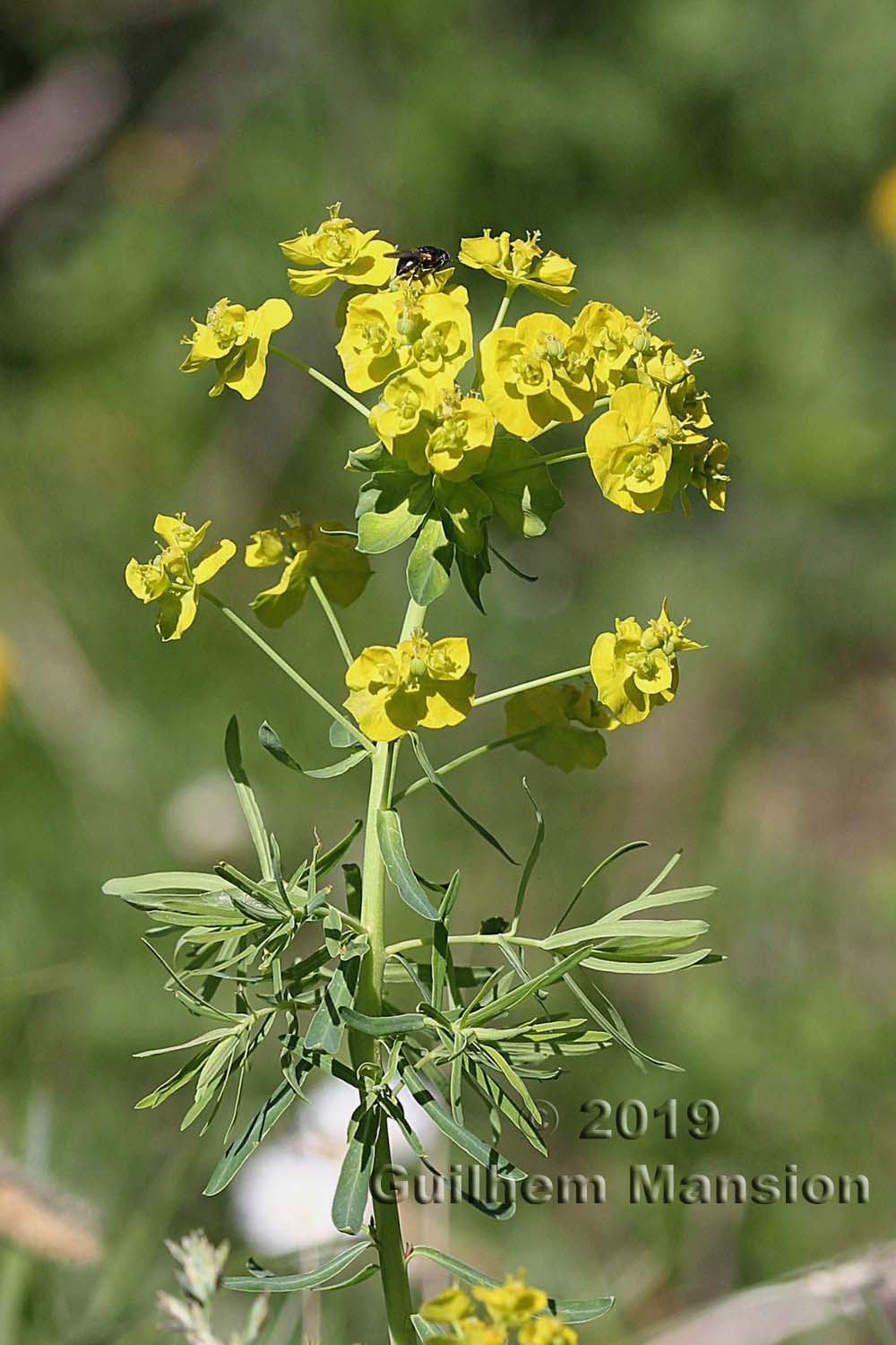 Euphorbia cyparissias