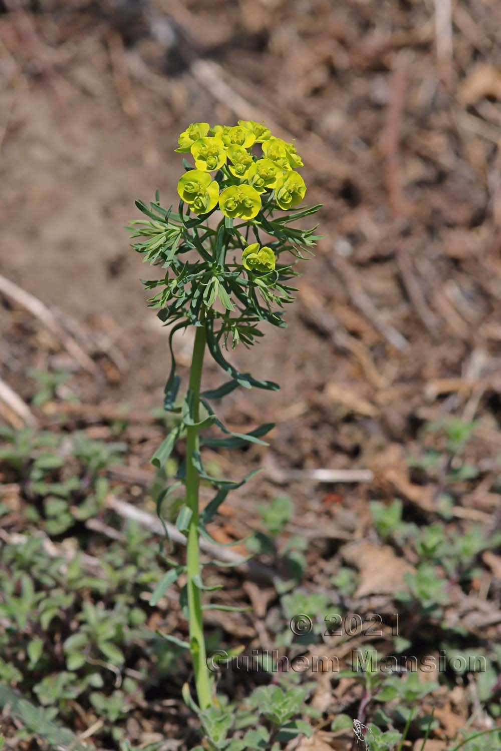 Euphorbia cyparissias