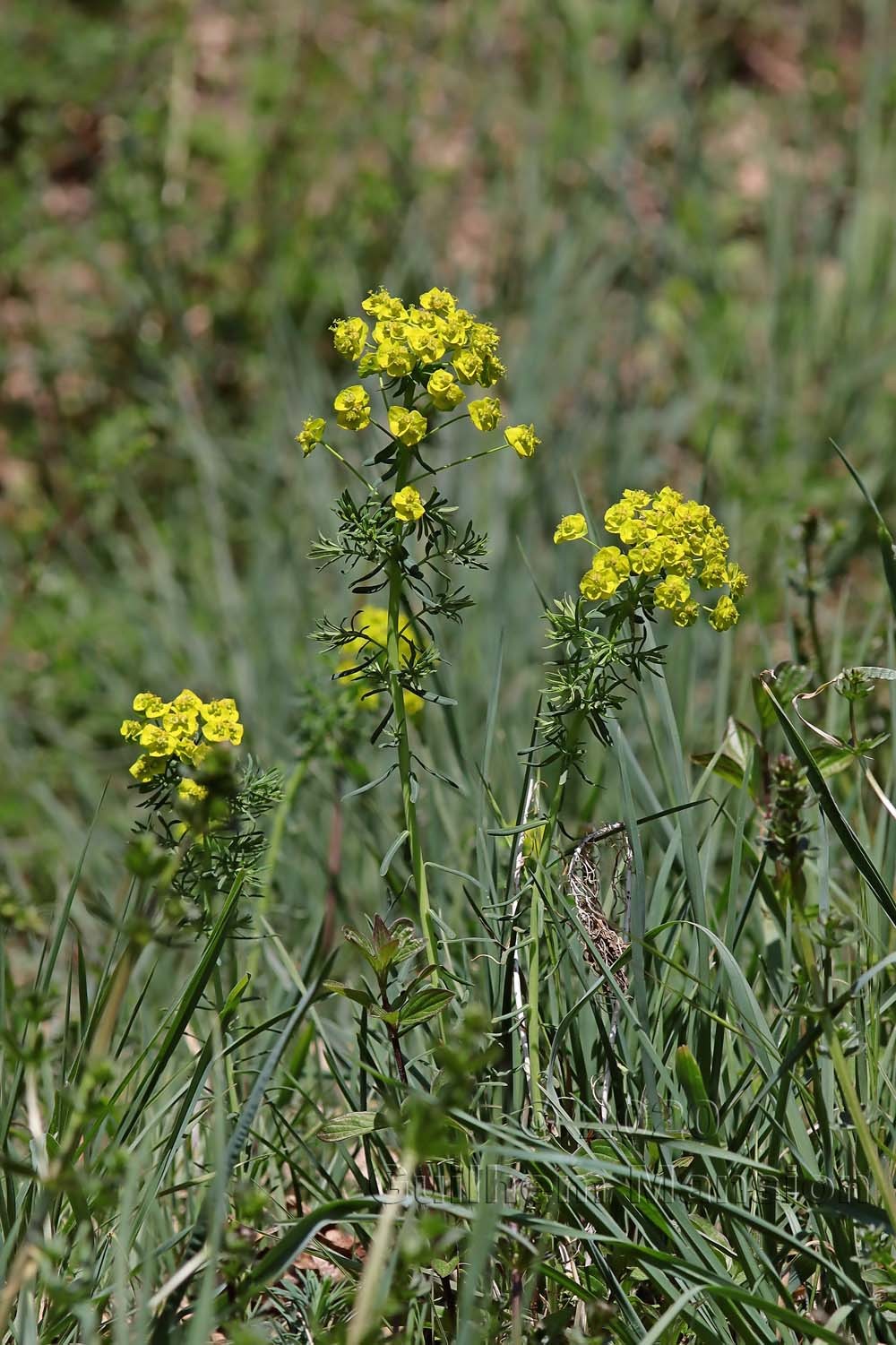 Euphorbia cyparissias