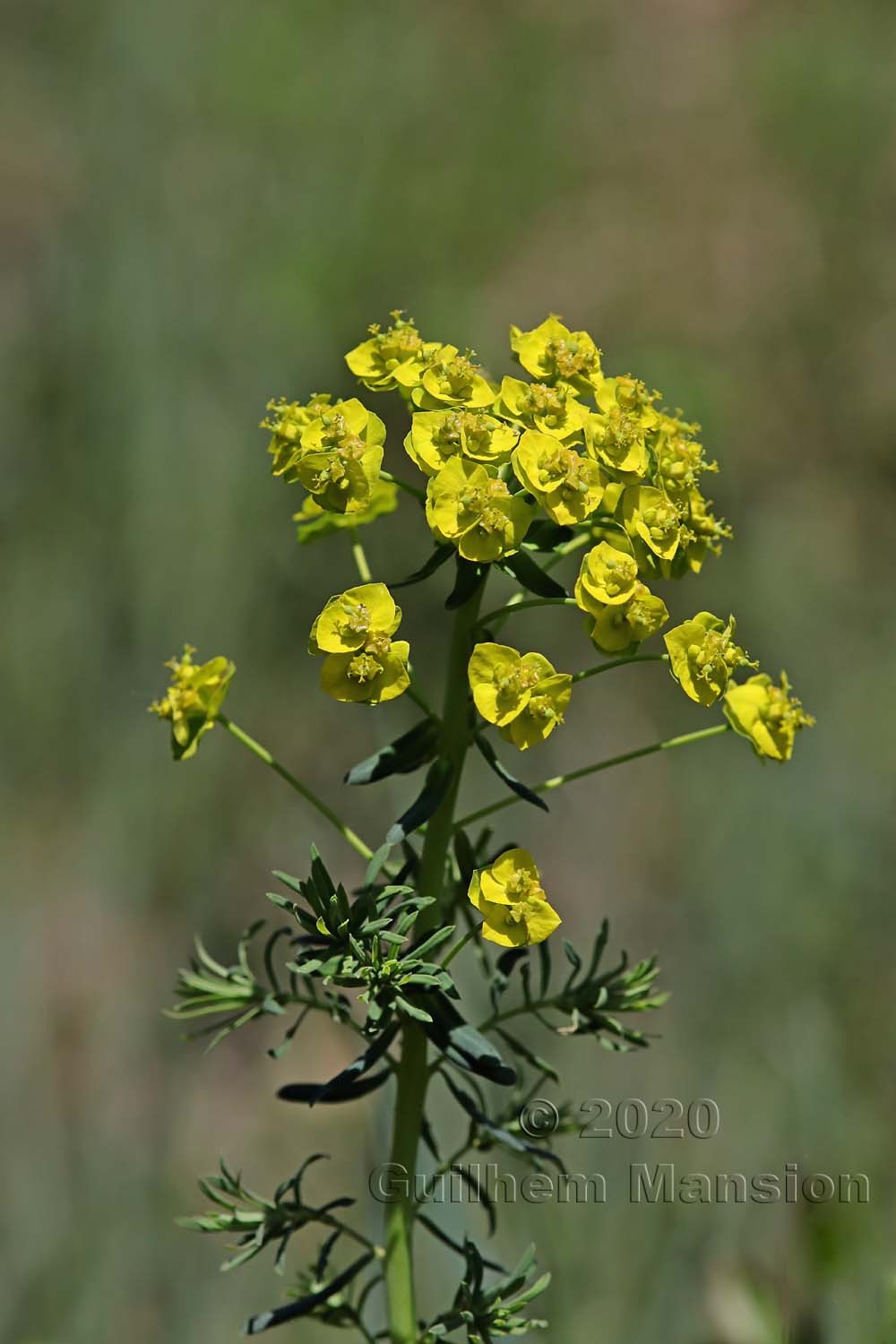 Euphorbia cyparissias