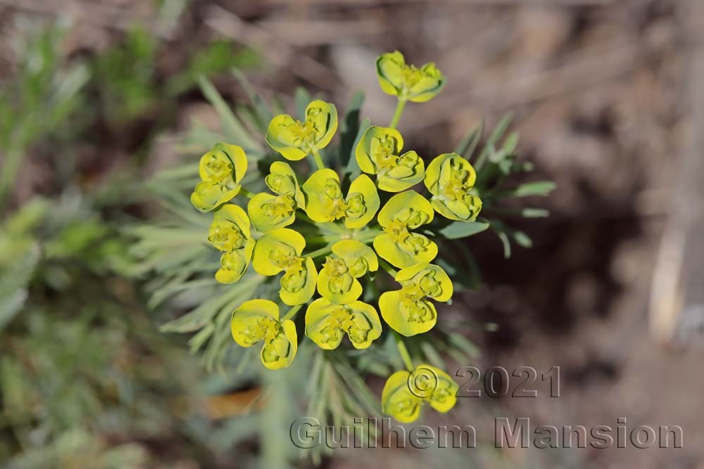 Euphorbia cyparissias