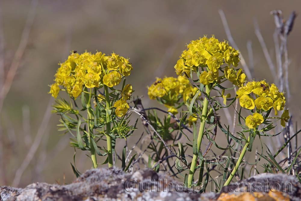 Euphorbia cyparissias