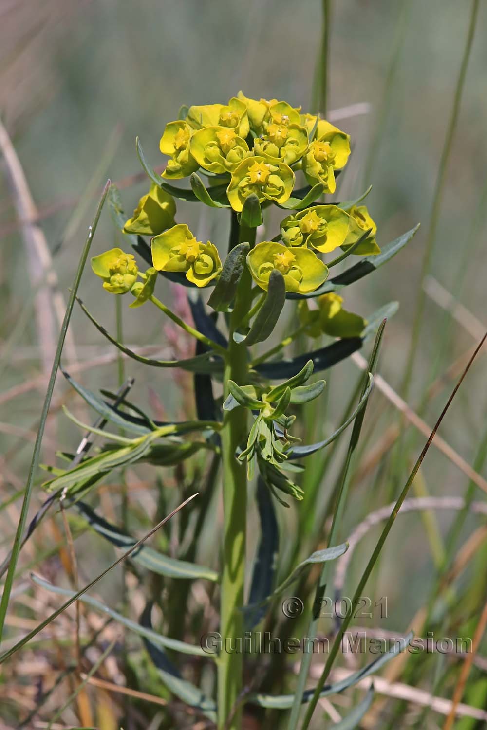 Euphorbia cyparissias