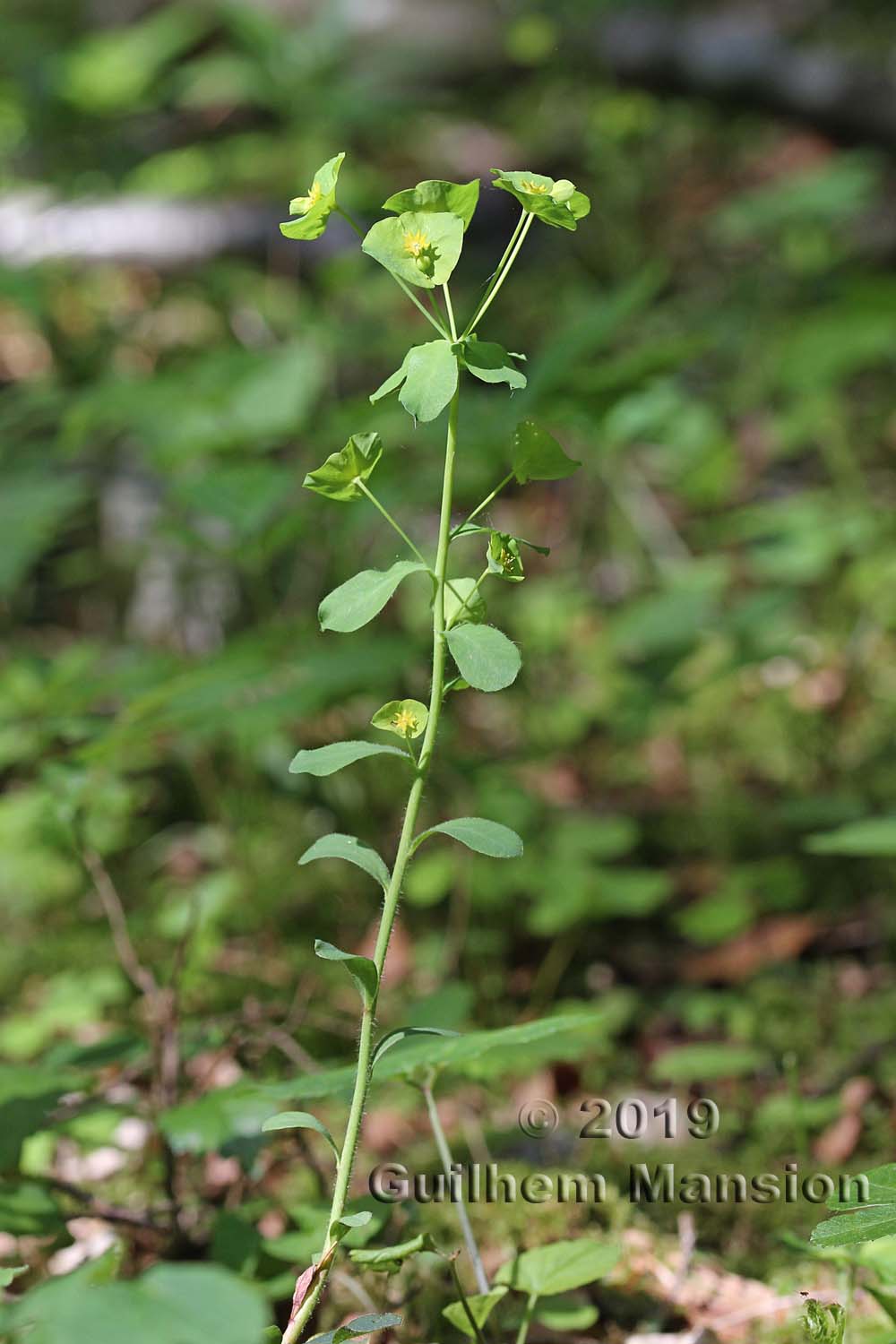 Euphorbia amygdaloides