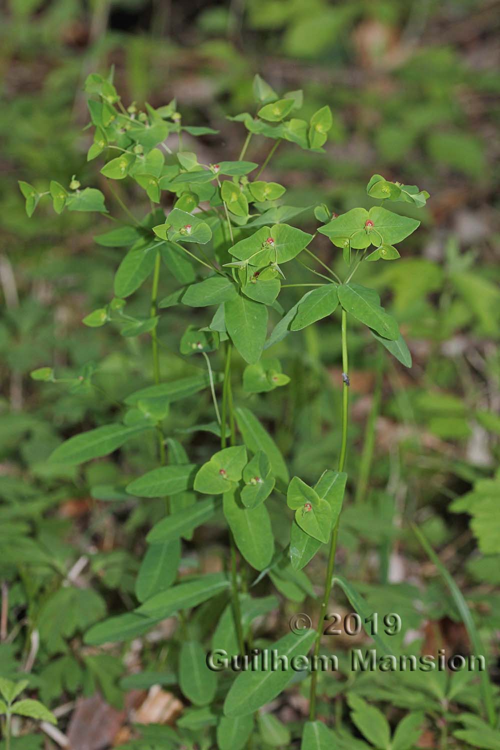 Euphorbia dulcis