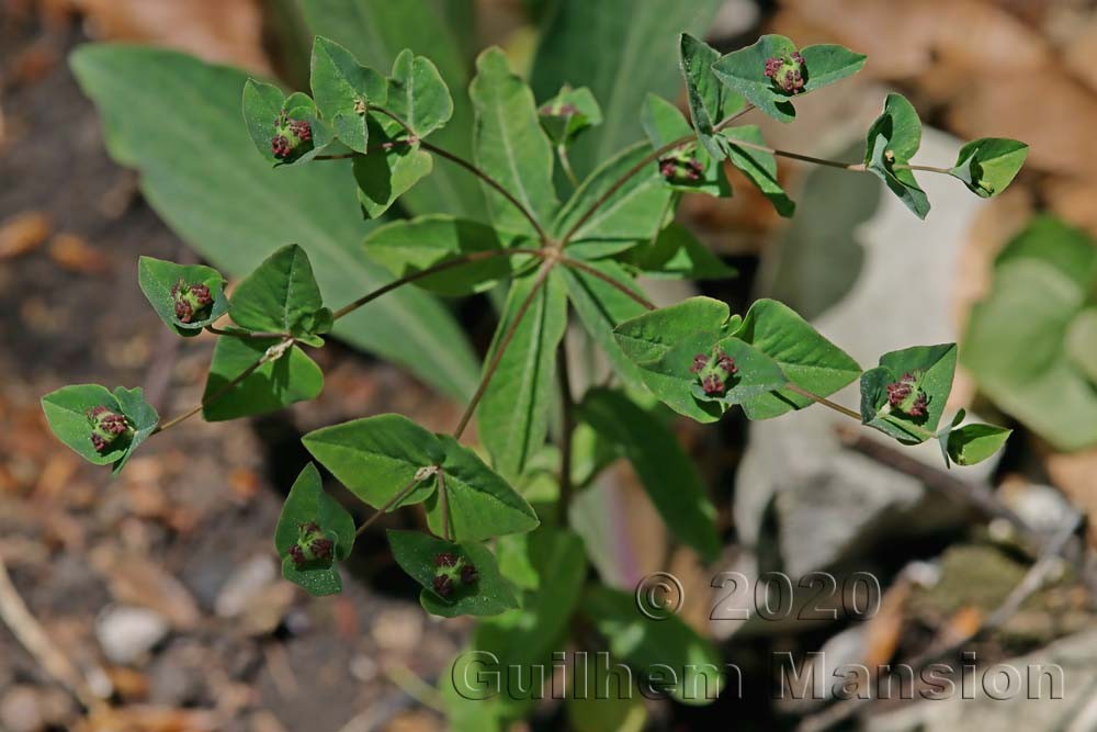 Euphorbia dulcis