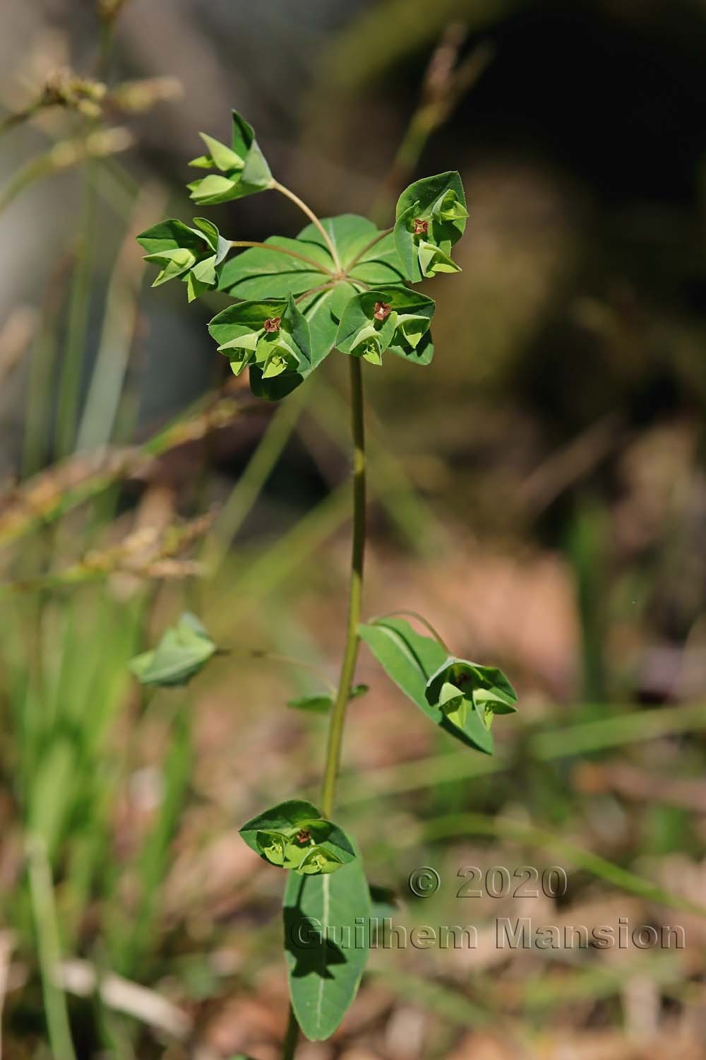 Euphorbia dulcis