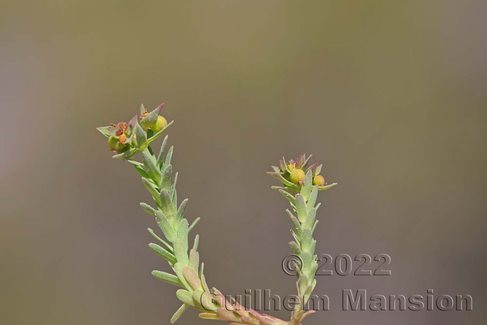 Euphorbia exigua